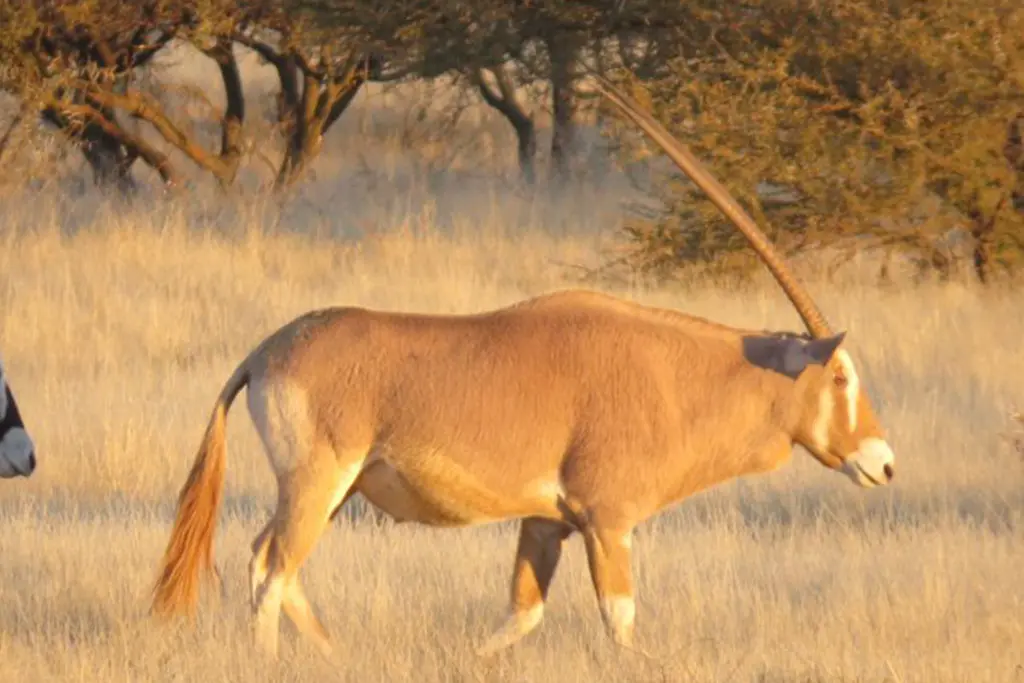 Órix dorado - Variante de color dorado rara del órix.